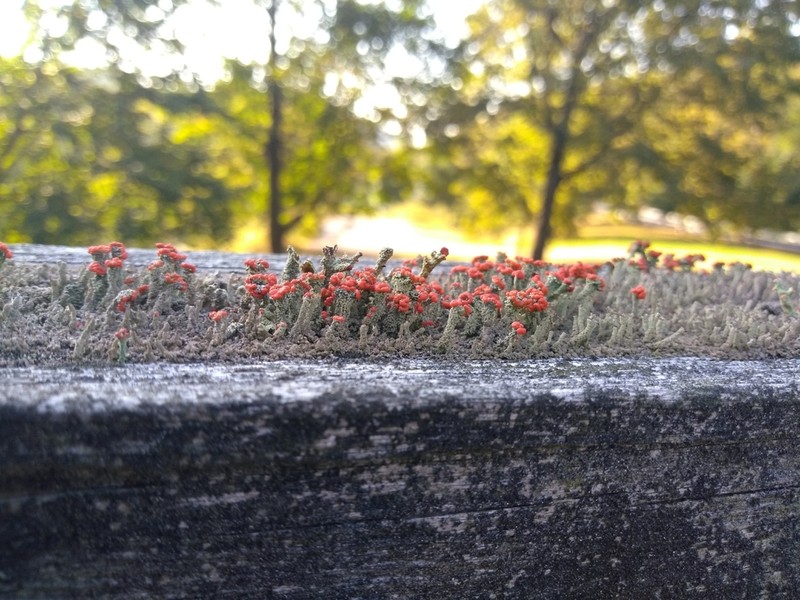 Florke's Cup Lichen photo 3