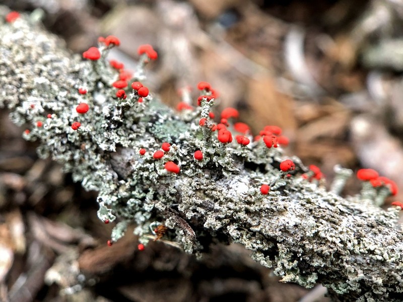 Florke's Cup Lichen photo 4
