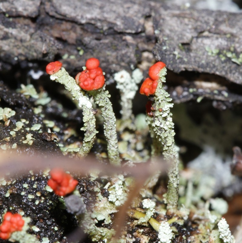 Florke's Cup Lichen photo 5