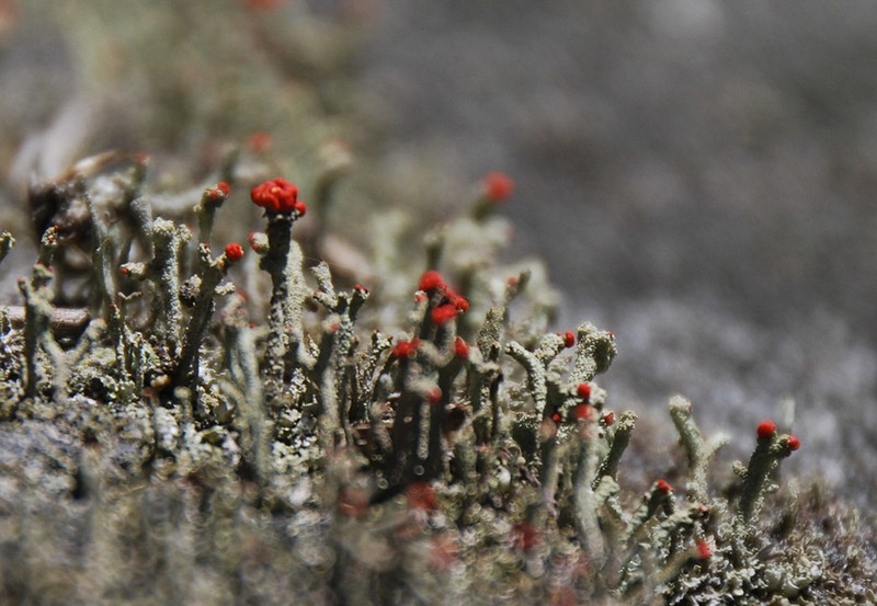 Florke's Cup Lichen photo 6