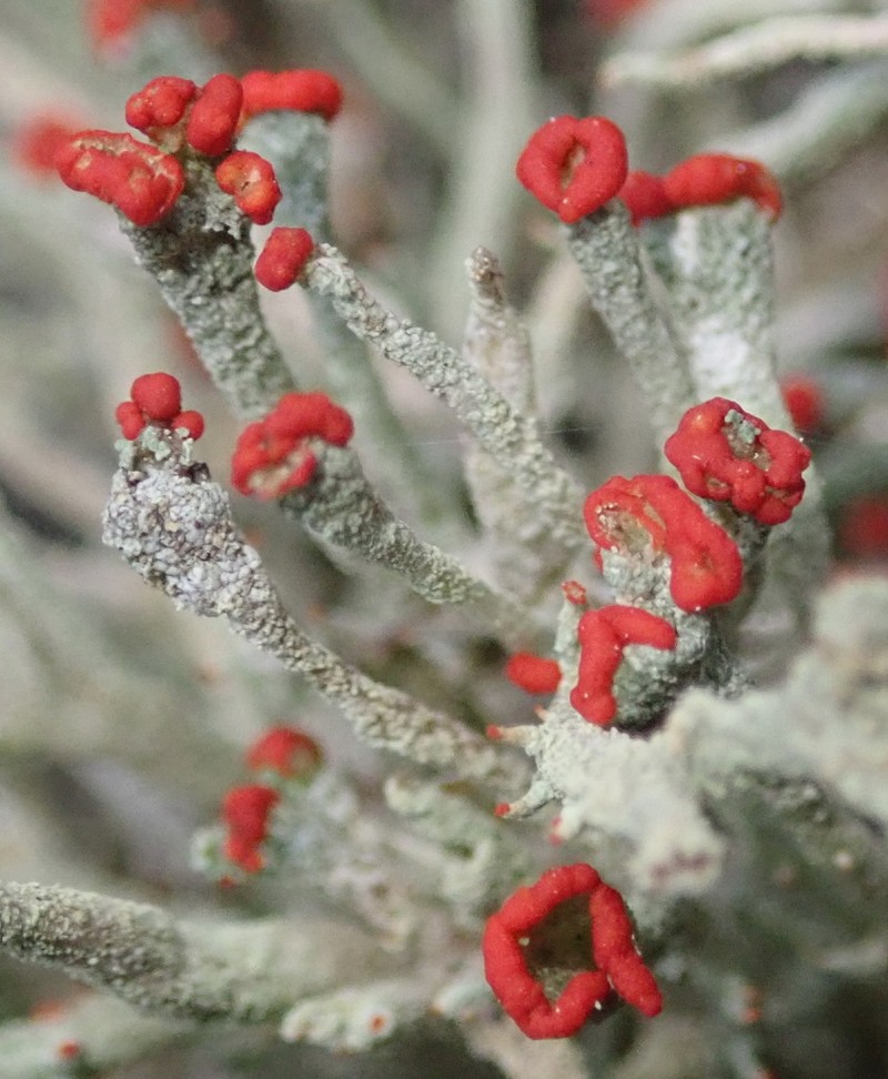 Florke's Cup Lichen photo 7