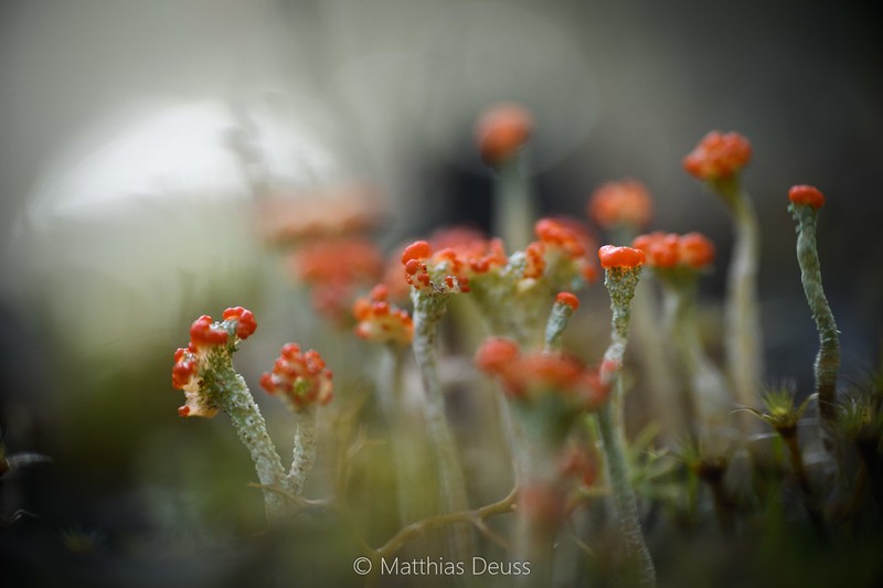 Florke's Cup Lichen photo 8