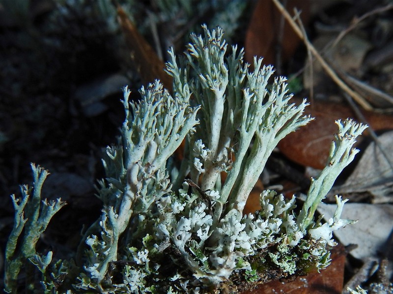 Florida Cup Lichen