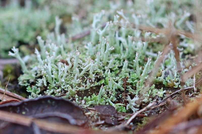 Florida Cup Lichen photo 2