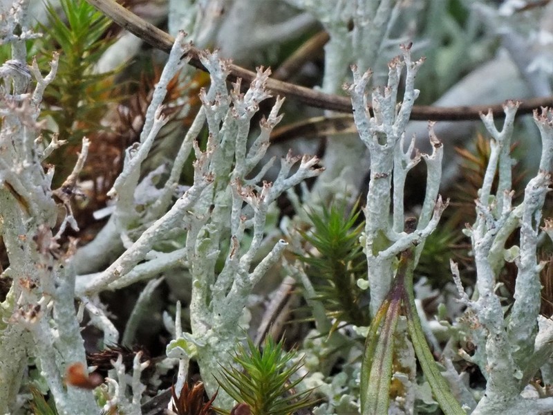 Florida Cup Lichen photo 3
