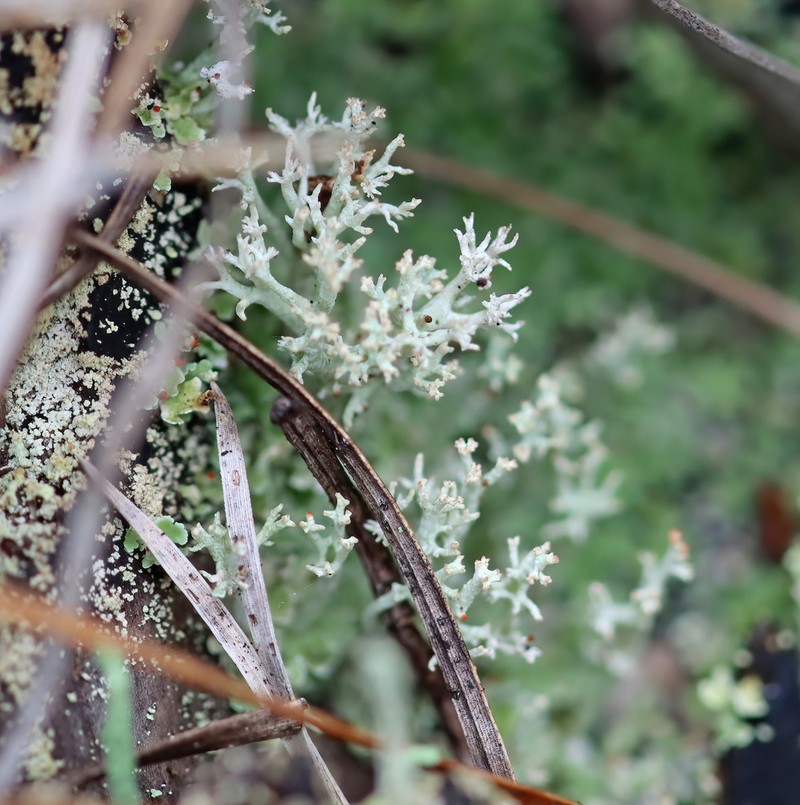 Florida Cup Lichen photo 4