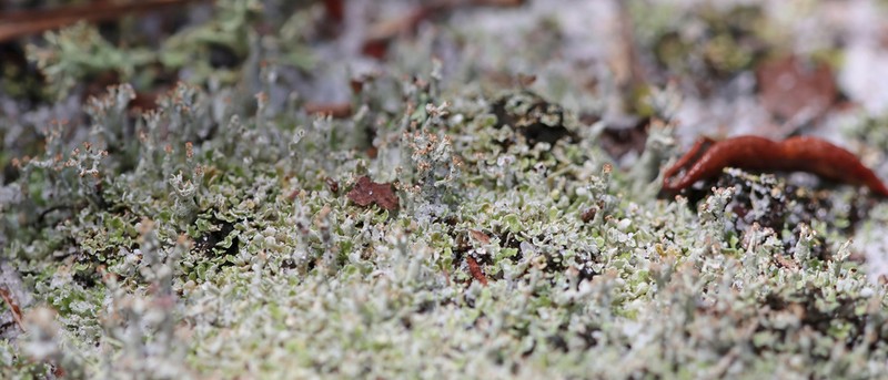 Florida Cup Lichen photo 5