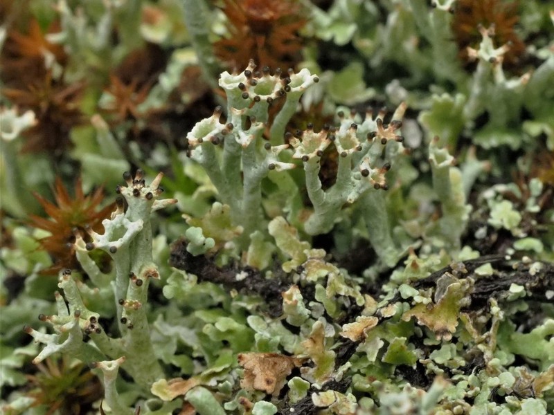 Florida Cup Lichen photo 6