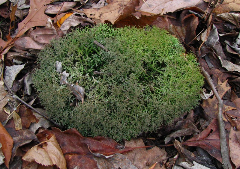 Cup Lichen