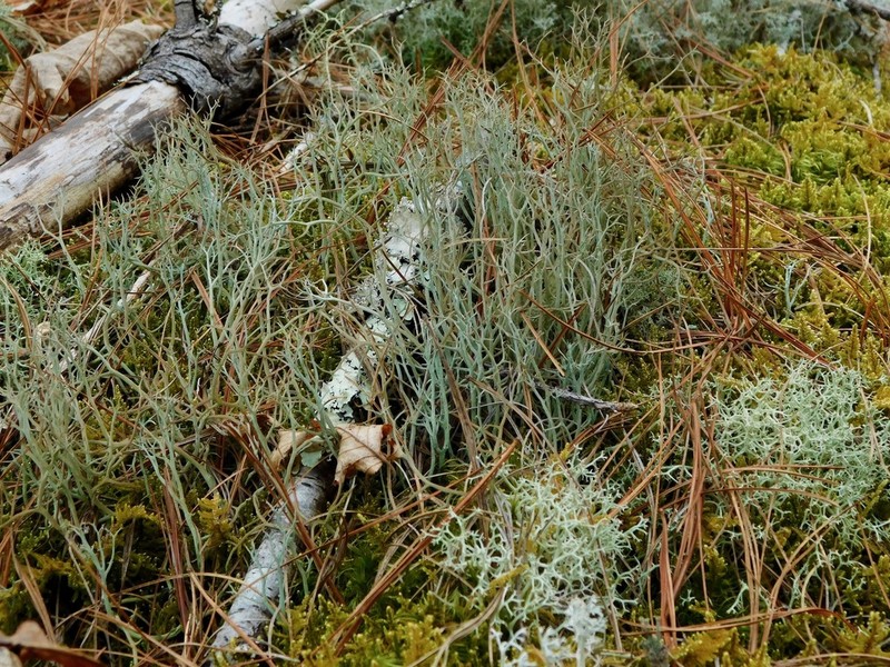 Cup Lichen