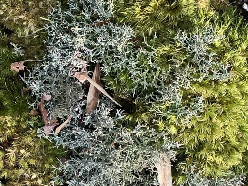 Cup Lichen photo 2
