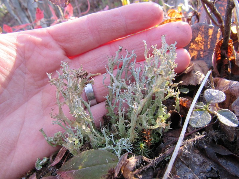 Cup Lichen photo 3