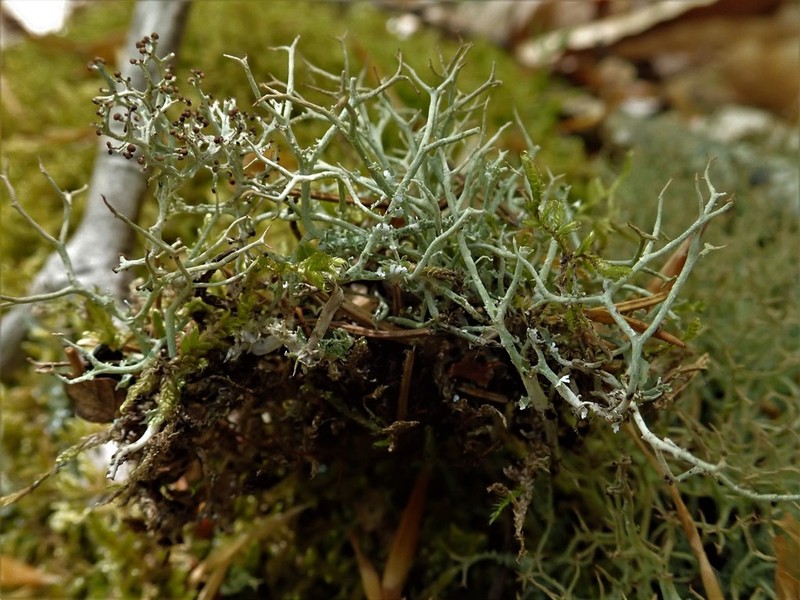 Cup Lichen photo 4