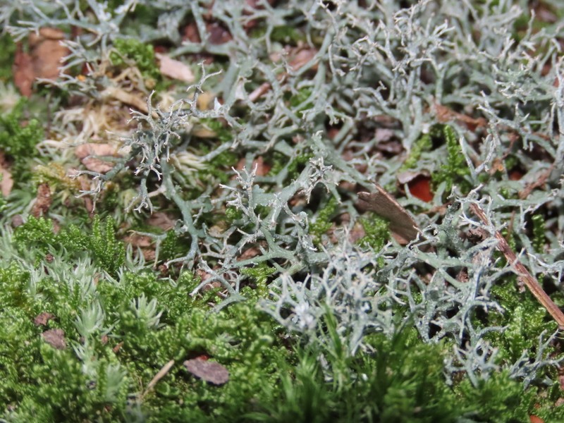 Cup Lichen photo 5