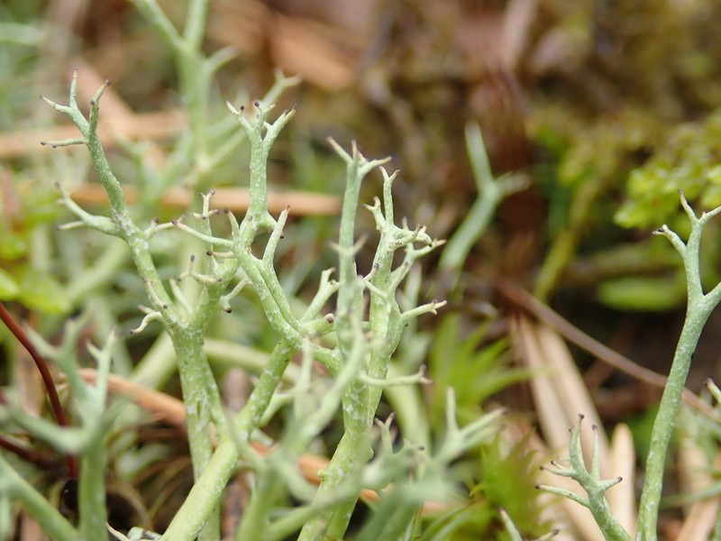 Cup Lichen photo 6