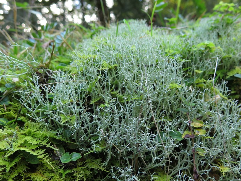 Cup Lichen photo 7