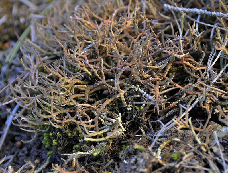 Cup Lichen photo 8