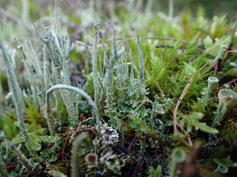 Cup Lichen