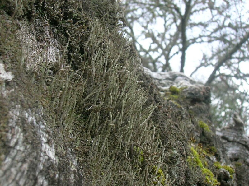 Cup Lichen photo 2