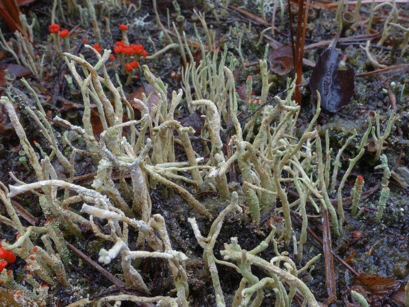 Cup Lichen photo 3