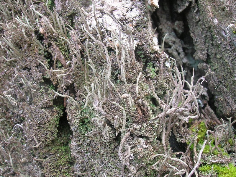 Cup Lichen photo 4
