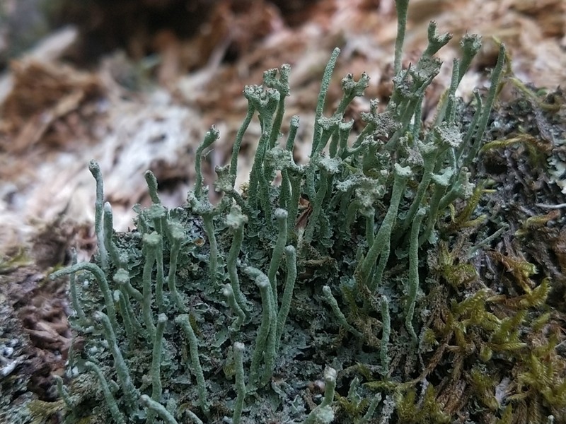 Cup Lichen photo 5