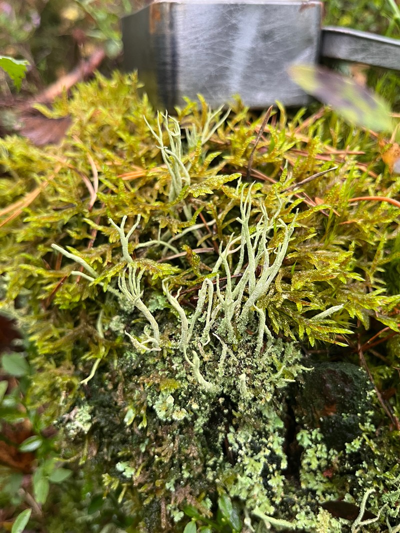 Cup Lichen photo 6
