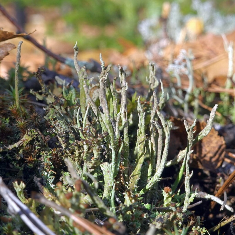 Cup Lichen photo 7