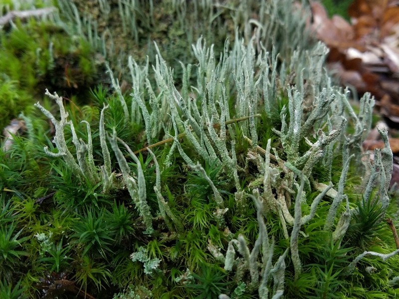 Cup Lichen photo 8