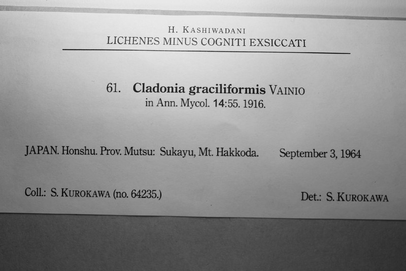 Cladonia graciliformis photo 8