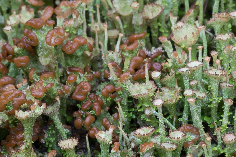 Cup Lichen