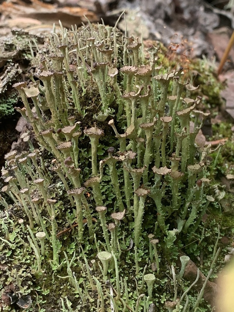Cup Lichen photo 2