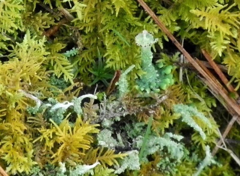 Cup Lichen photo 3