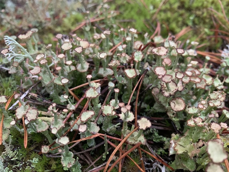 Cup Lichen photo 4