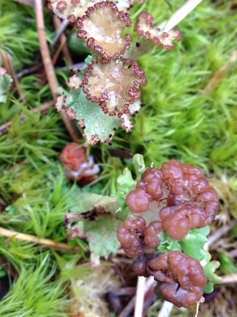 Cup Lichen photo 5
