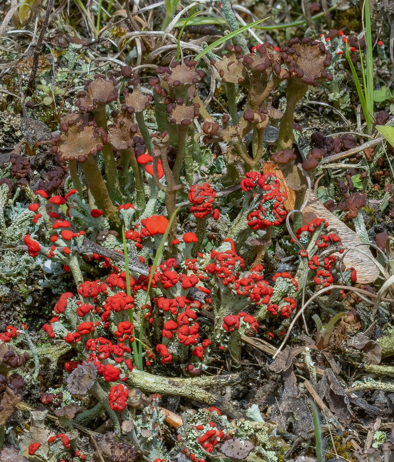 Cup Lichen photo 6