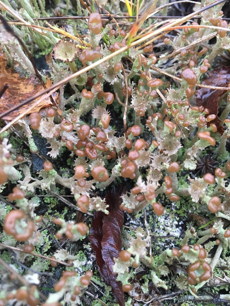 Cup Lichen photo 7