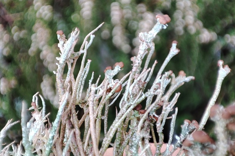 Cup Lichen photo 8