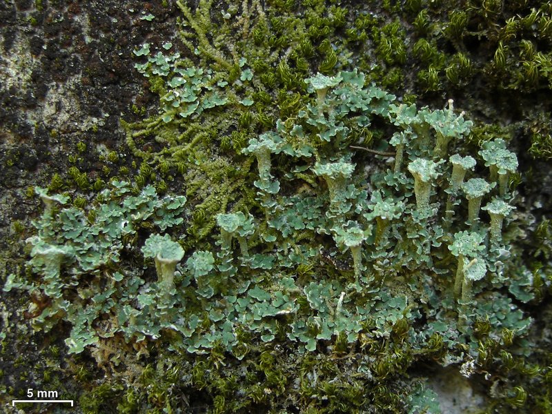 Gray's Cup Lichen