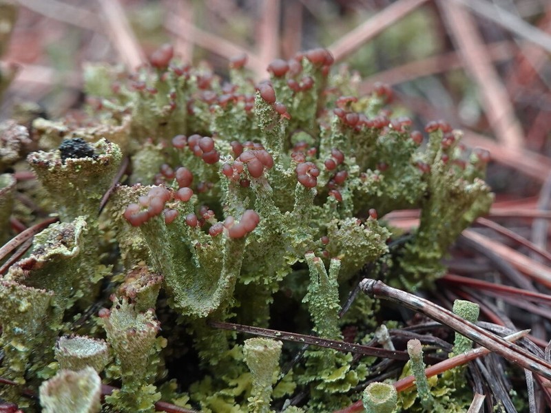 Gray's Cup Lichen