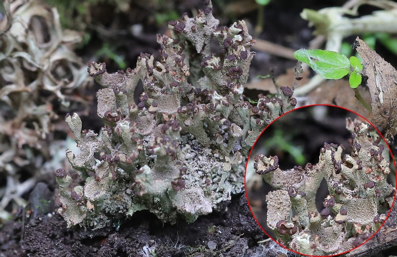 Gray's Cup Lichen photo 2