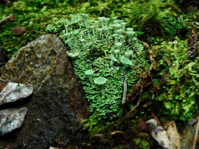 Gray's Cup Lichen photo 3
