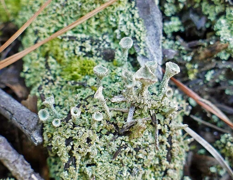 Gray's Cup Lichen photo 4