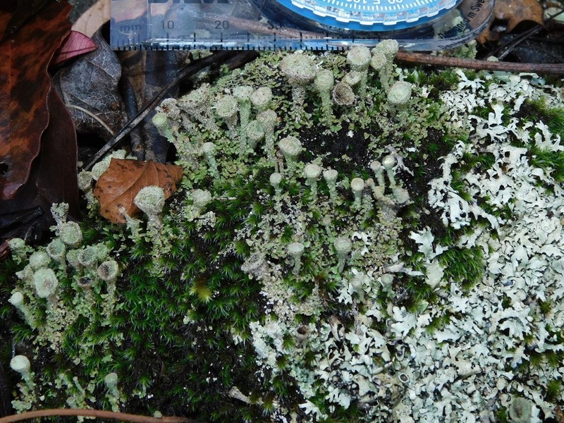 Gray's Cup Lichen photo 5