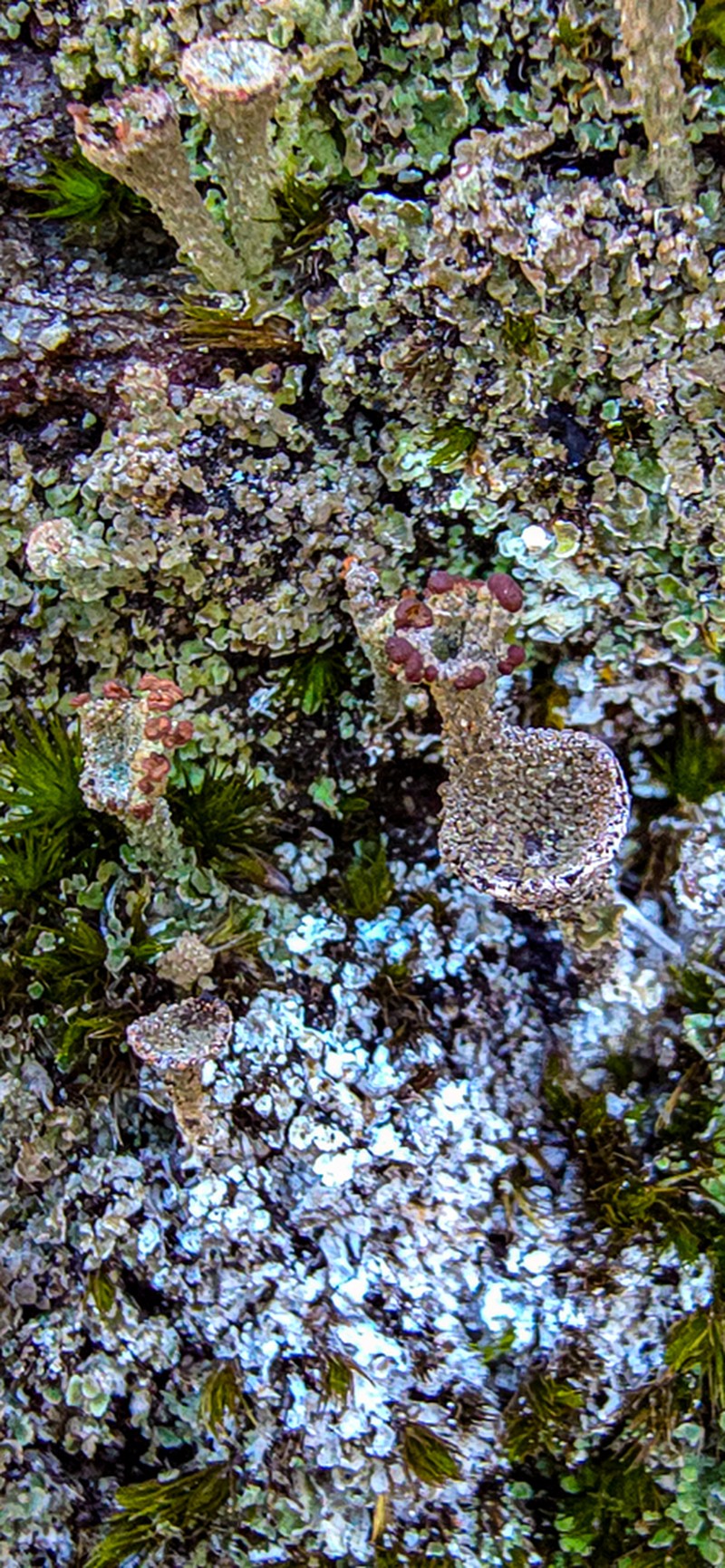 Gray's Cup Lichen photo 6