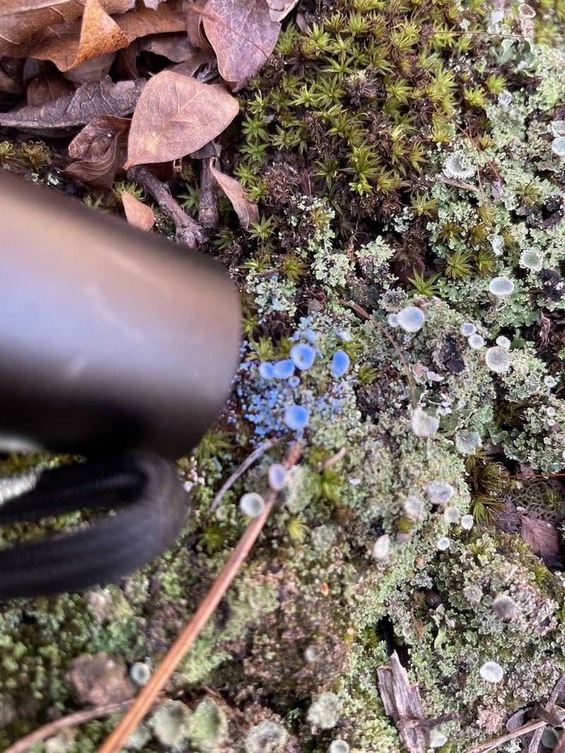 Gray's Cup Lichen photo 7