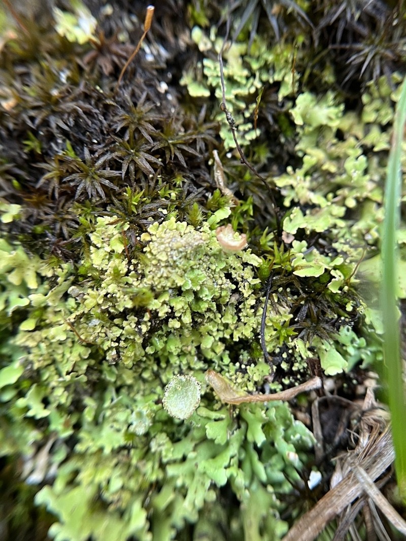 Gray's Cup Lichen photo 8