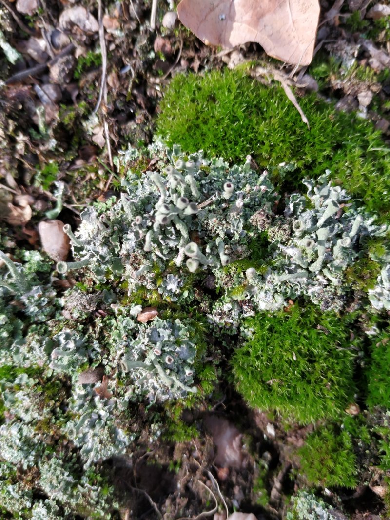 Cup Lichen