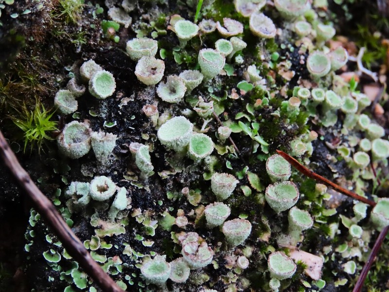 Cup Lichen