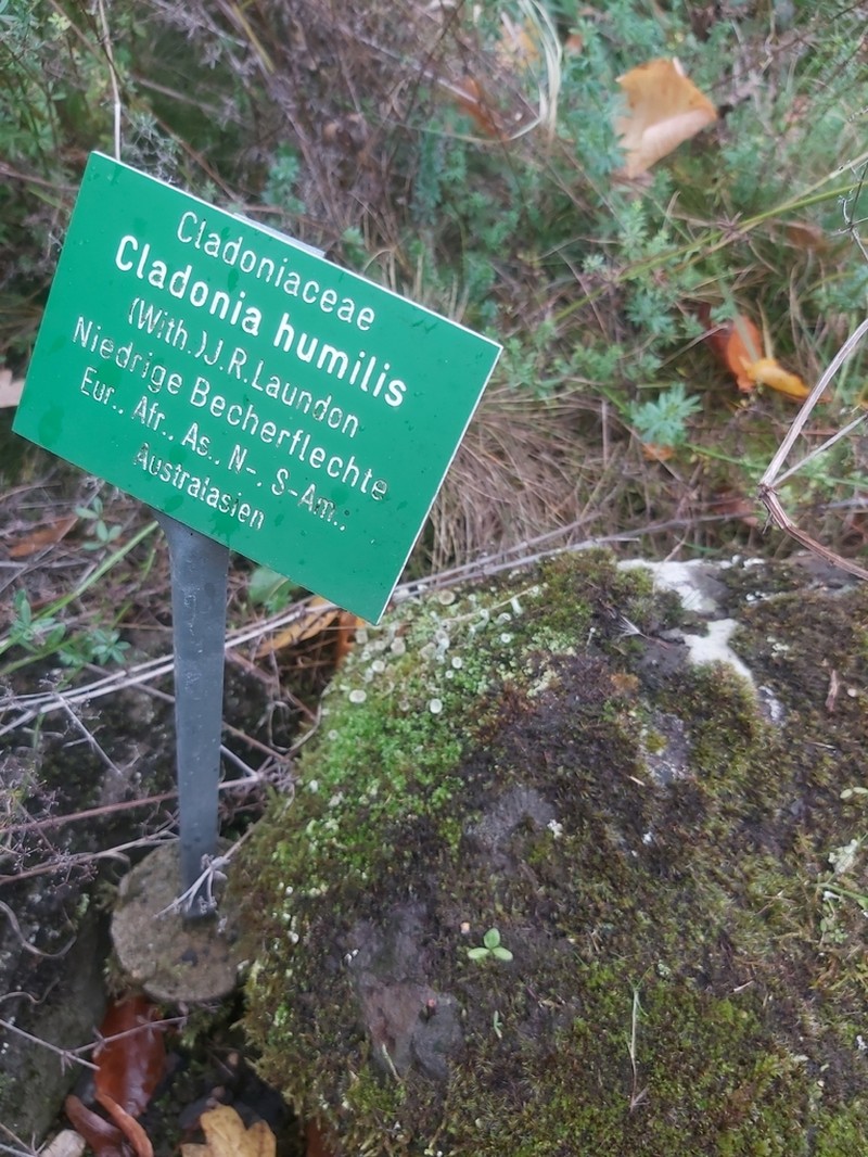 Cup Lichen photo 2